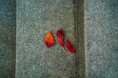 High angle view of maple leaves on sidewalk