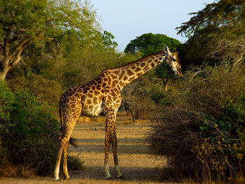 View of giraffe on land against sky