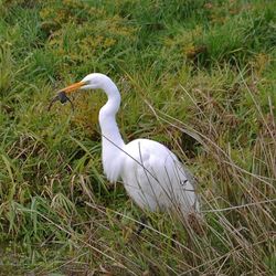 Bird on grassy field