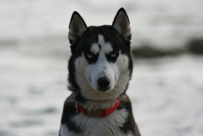 Portrait of husky