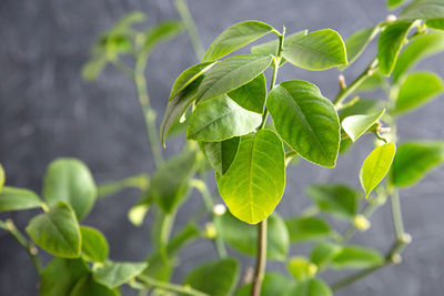 A green branch of a lemon tree illuminated by the sun on a gray background. 