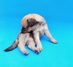 Close-up of a dog sleeping against blue background