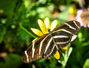 Close-up of butterfly on flower