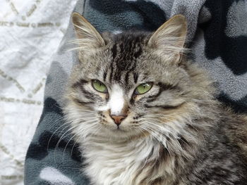 Close-up portrait of tabby cat