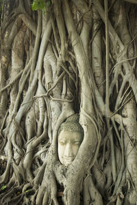 Buddha statue covered with banyan tree roots at wat phra mahathat