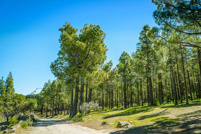 Trees growing in forest against clear blue sky