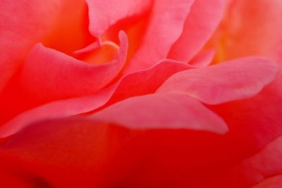 Full frame shot of red flower