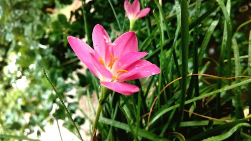 Close-up of pink flower blooming outdoors