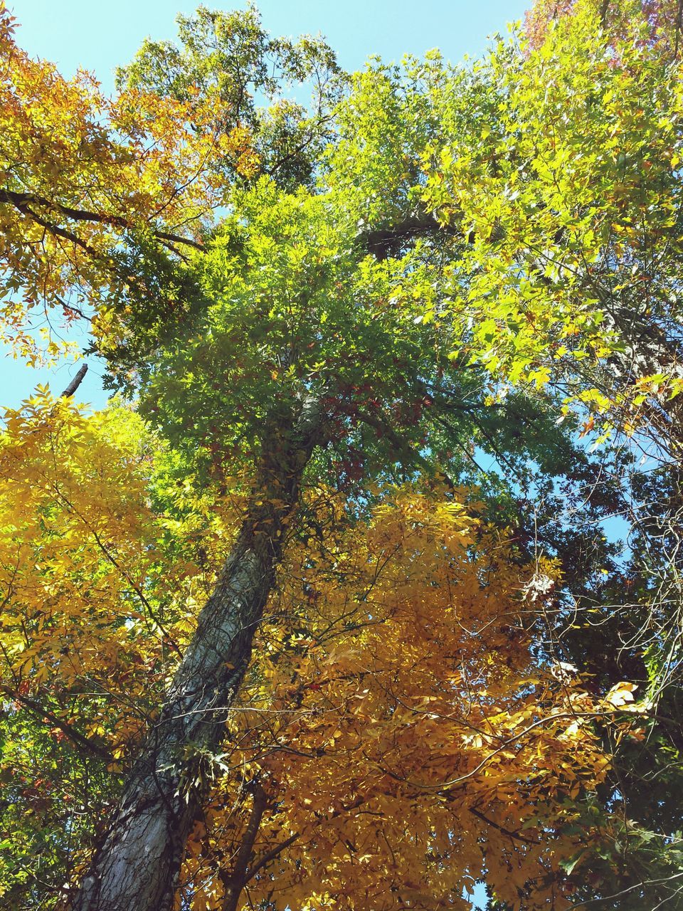 tree, growth, branch, low angle view, yellow, tranquility, nature, beauty in nature, green color, sunlight, lush foliage, tranquil scene, leaf, scenics, autumn, clear sky, forest, day, sky, no people