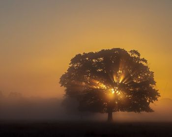 Silhouette tree on field against sky during sunset