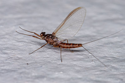 Close-up of insect on floor