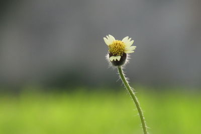 Close-up of white dandelion flower