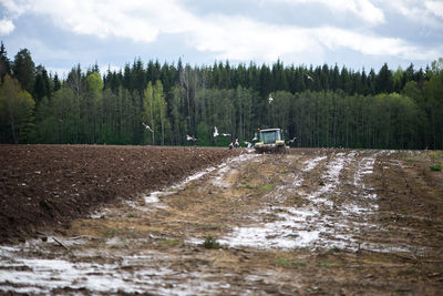 Plow tractor surrounded by birds seagulls and storks in latvia