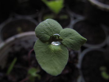 Close-up of flower against blurred background