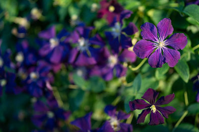 Close-up of purple flowering plant