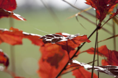 Close-up of ladybug on plant