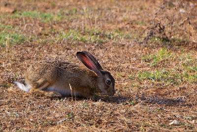 Side view of a reptile on field