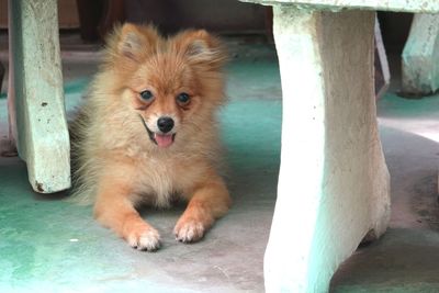Portrait of dog sitting outdoors