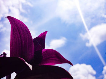 Purple plant against clear sky