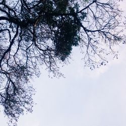 Low angle view of bare trees against sky