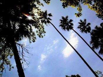 Low angle view of trees against sky