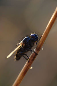 Close-up of insect perching on stem