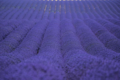 View of lavender field