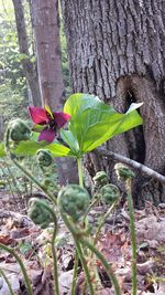 Close-up of plant growing on tree