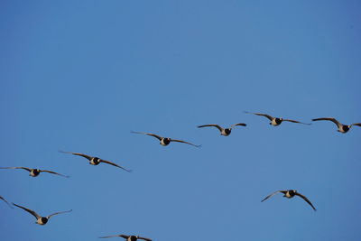 Low angle view of birds flying in sky