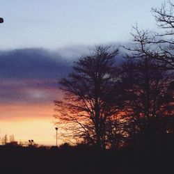 Silhouette of bare tree at sunset