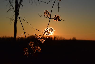 Silhouette plants against sky during sunset