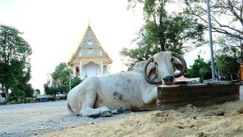 View of a temple