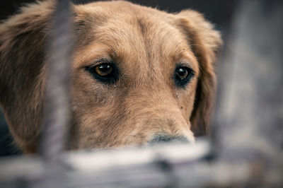 Dog in animal shelter waiting for adoption. portrait of red homeless dog in animal shelter cage.