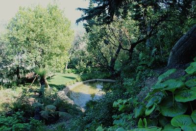 Trees growing in forest