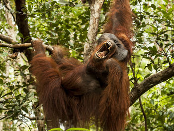 Monkey on tree in forest