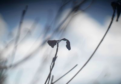 Low angle view of silhouette plant against sky