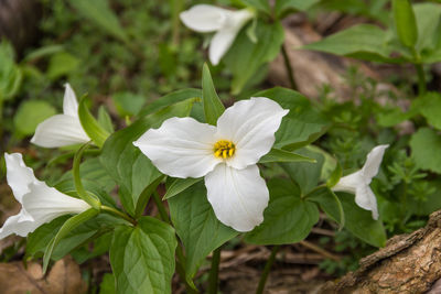 Close-up of white flowering plant