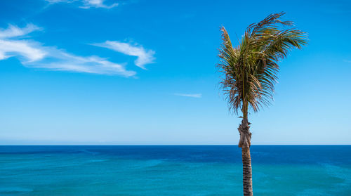 Palm tree by sea against blue sky