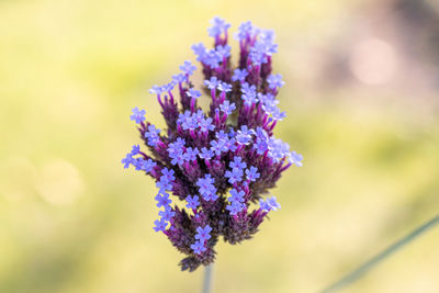 Close-up of purple flowering plant