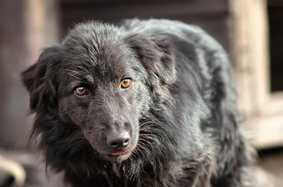 Close-up portrait of dog