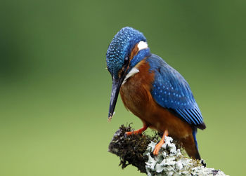 Male kingfisher catching fish from a moss covered perch