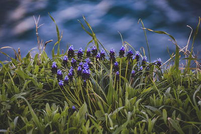 Close-up flowers