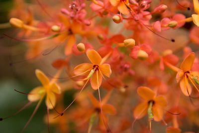 Close-up of orange flowers