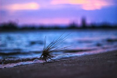 Close-up of plant on beach against sky during sunset