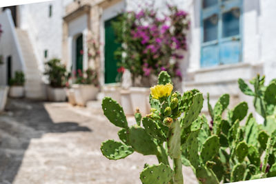 Close-up of flowering plant against building