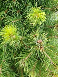 Close-up of pine tree