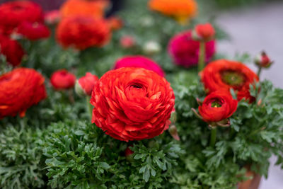 Close-up of red rose bouquet