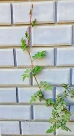 Low angle view of ivy on wall