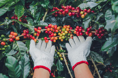 Low section of person with fruits on plant