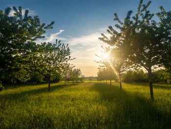 Trees on field against sky during sunset